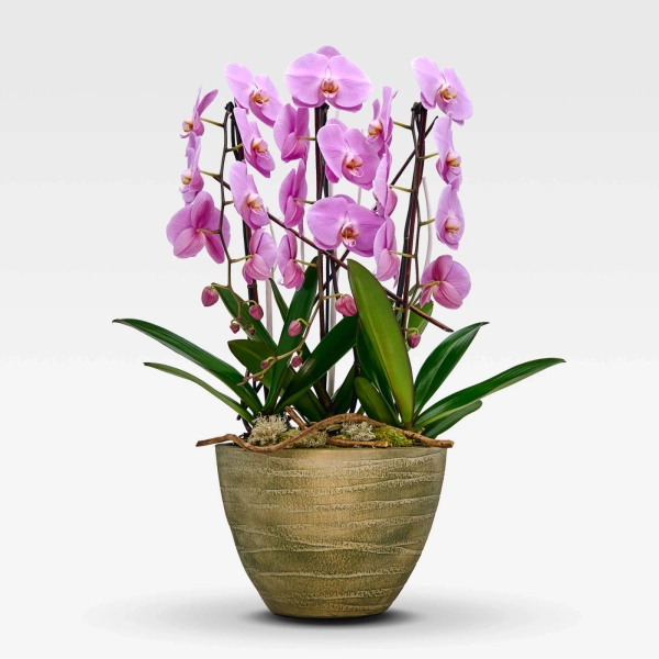 Cascade Rosaline N°3 ✿ Orchidée en coupe par René Veyrat
