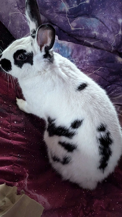 Bunny Hay