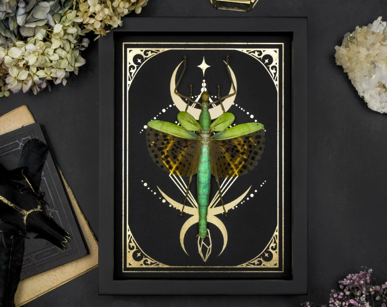Framed Giant Stick Insect Shadow Box: Golden Moon Stars Gothic Decor