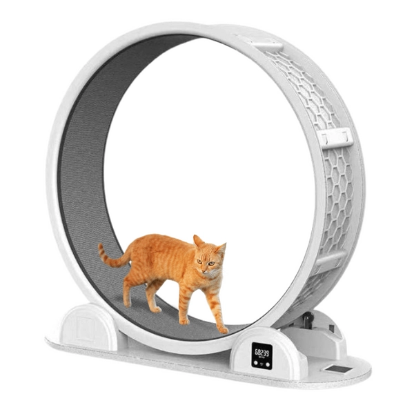 Cat Exercise Wheel