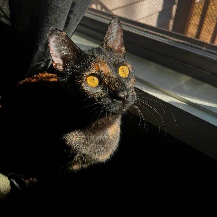 𝕘𝕚𝕗𝕥 𝕗𝕠𝕣 𝕒𝕜𝕚𝕣𝕒 🐈‍⬛