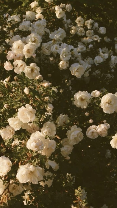 🌹 