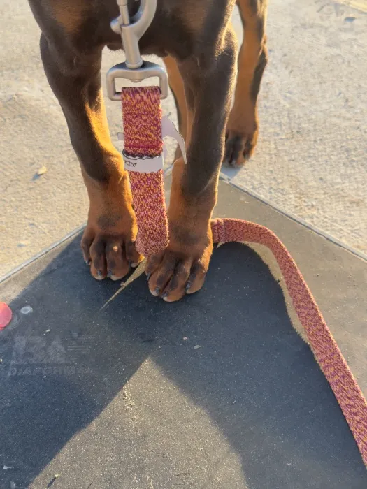 Treats for Zuri 🥩