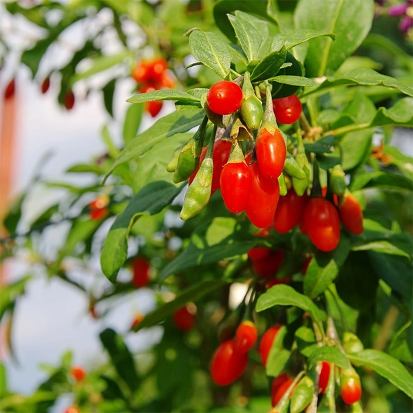 Phoenix Tears Goji Plant