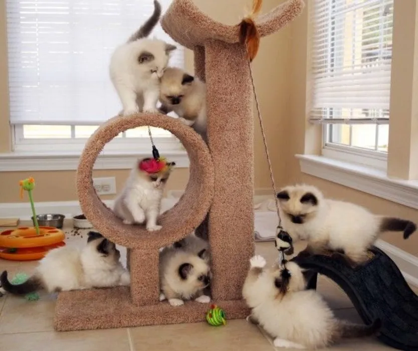 Kitten toys