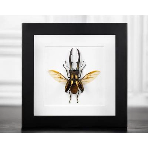 Echter goldbronzener Hirschkäfer Cyclommatus metallifere in einer schwarzen Schattenbox 15 x 15 cm - Einzigartige Insektenpräparation Wandkunst & Gesc