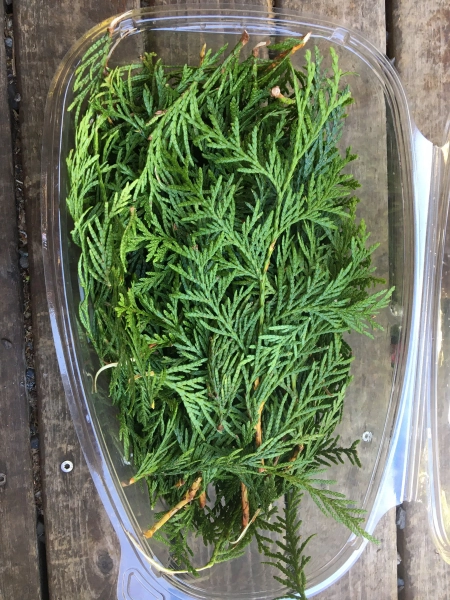By the Pound/Cedar/Western Red Cedar from the Pacific Northwest/ Tea, Smudges, Swags, Wreaths, Oils, Odor Remover