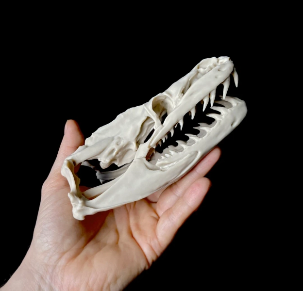 Reticulated Python Skull Replica: 5.75" Resin Skull, Museum Quality - Etsy Canada