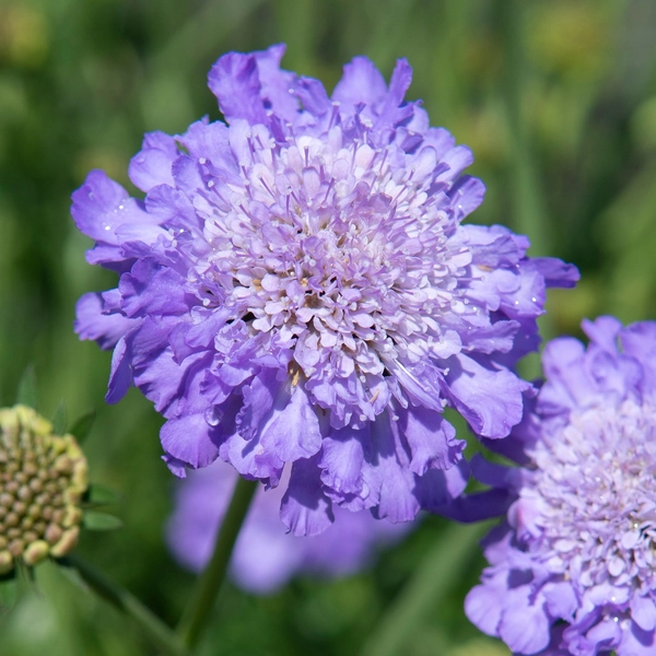 Bakkeknapp 'Mariposa Blue'