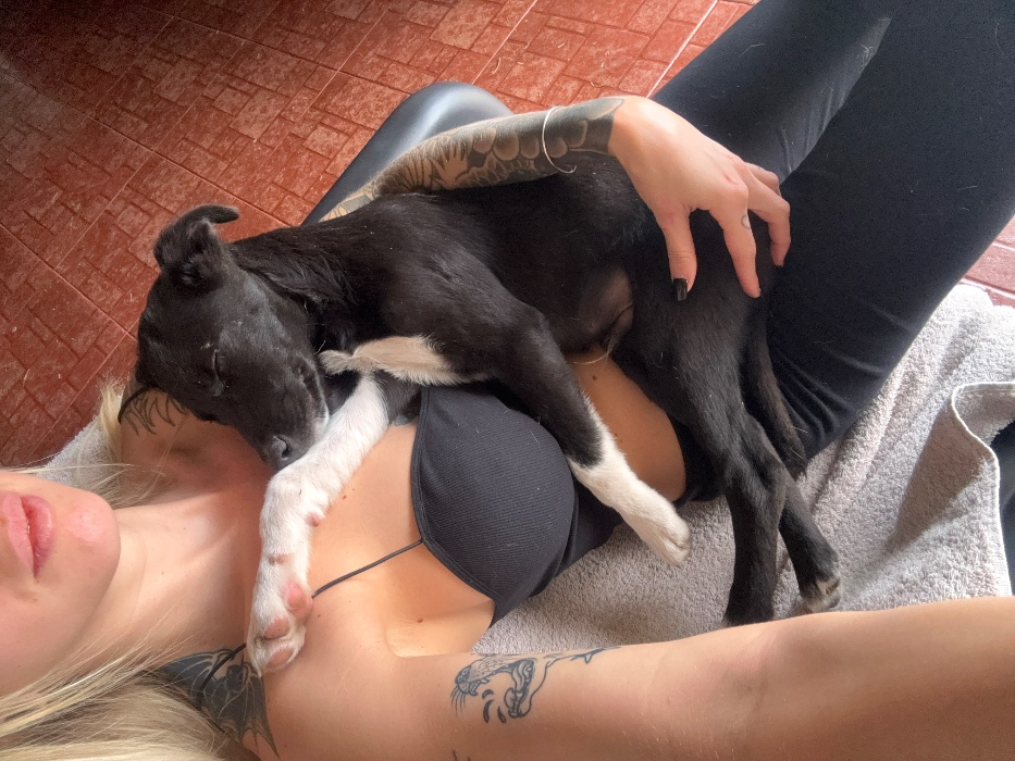 For animal rescues