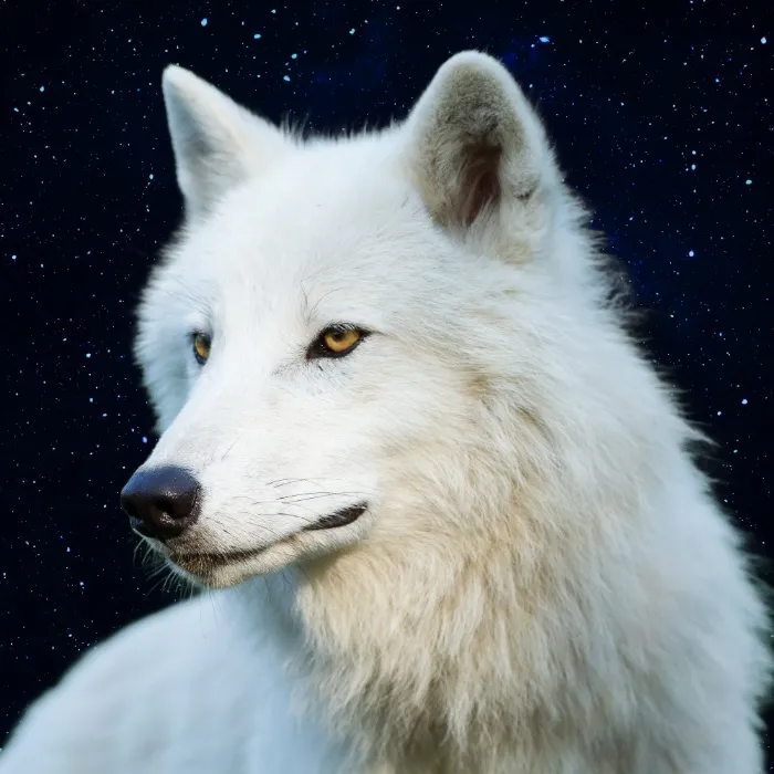 White Wolf Ears & Tail Set