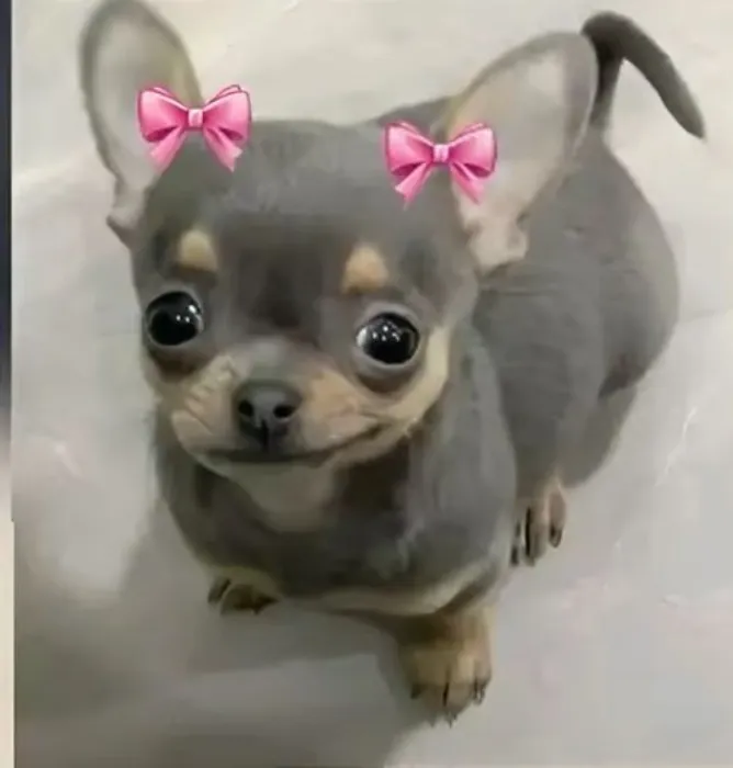 DOGGIES GROOMED