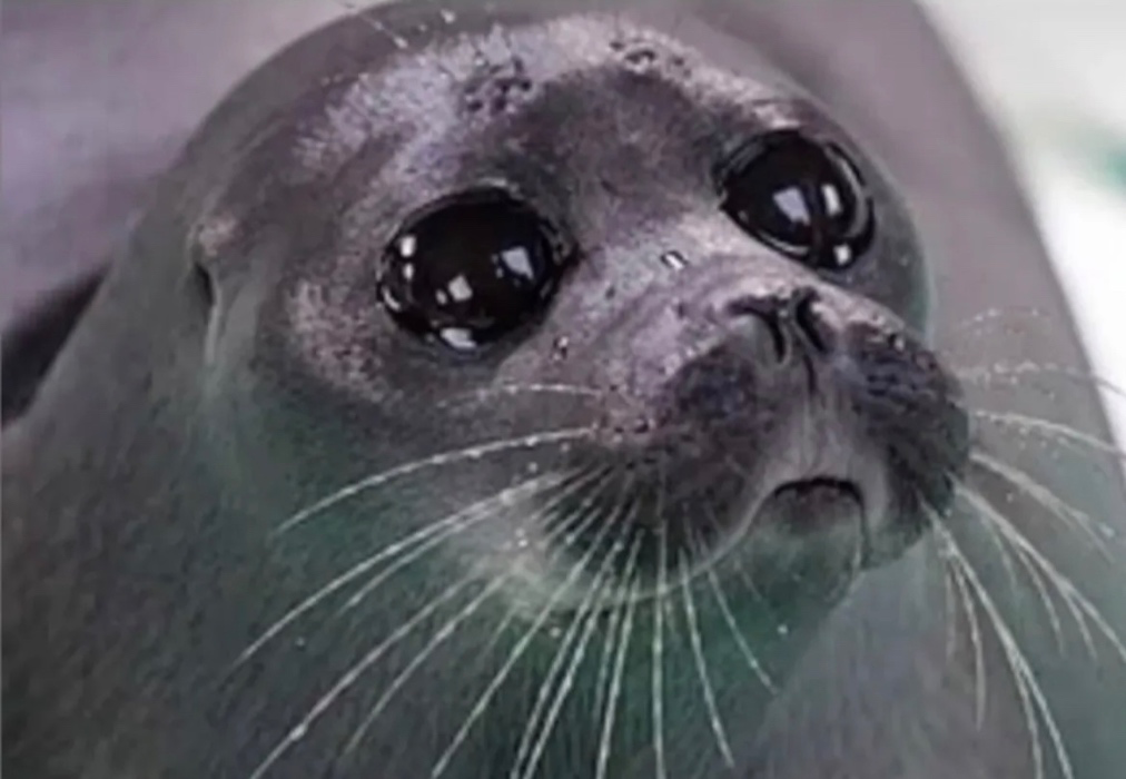 Monthly Electrolyte Fund