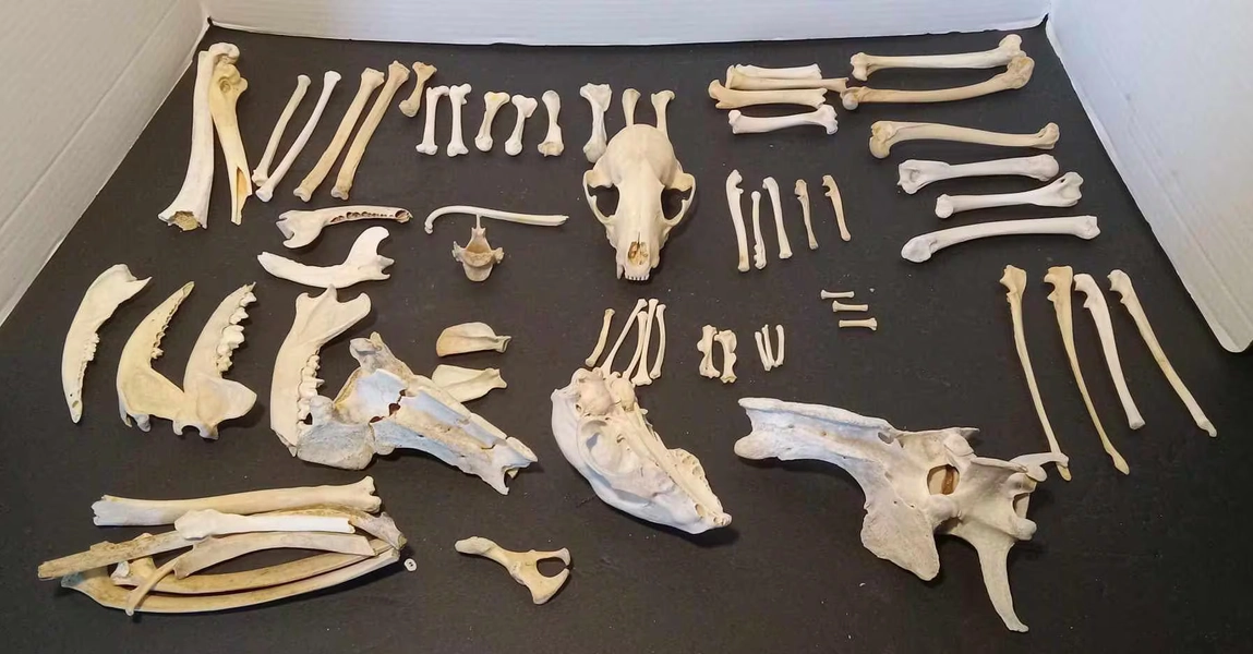 Mixed Bone Craft Mystery Box