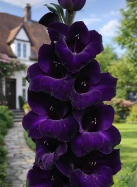Gladiolus Midnight Whisper Dark Purple Bulbs - Etsy