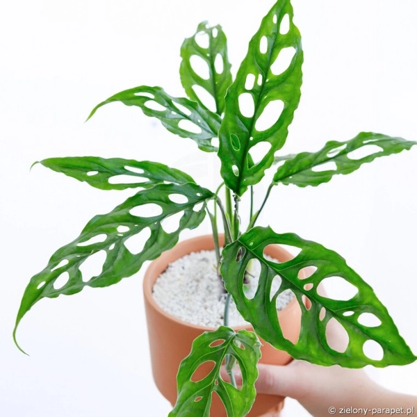 Monstera obliqua Peru 