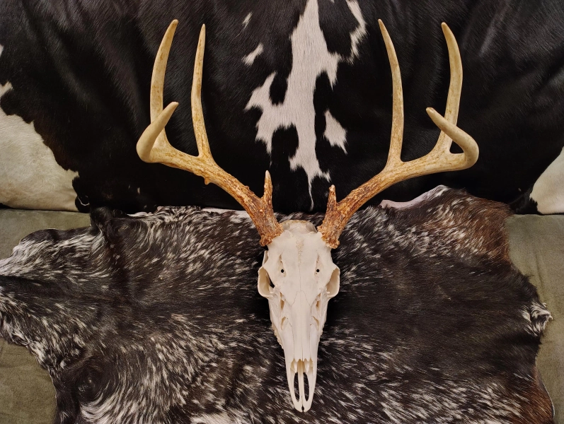 Whitetail Deer Skull With Antlers