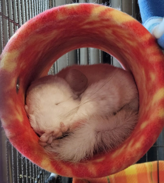 Antipill Fleece Chinchilla Safe Tunnel | 6 Inch Diameter Tube | Solid Pipe