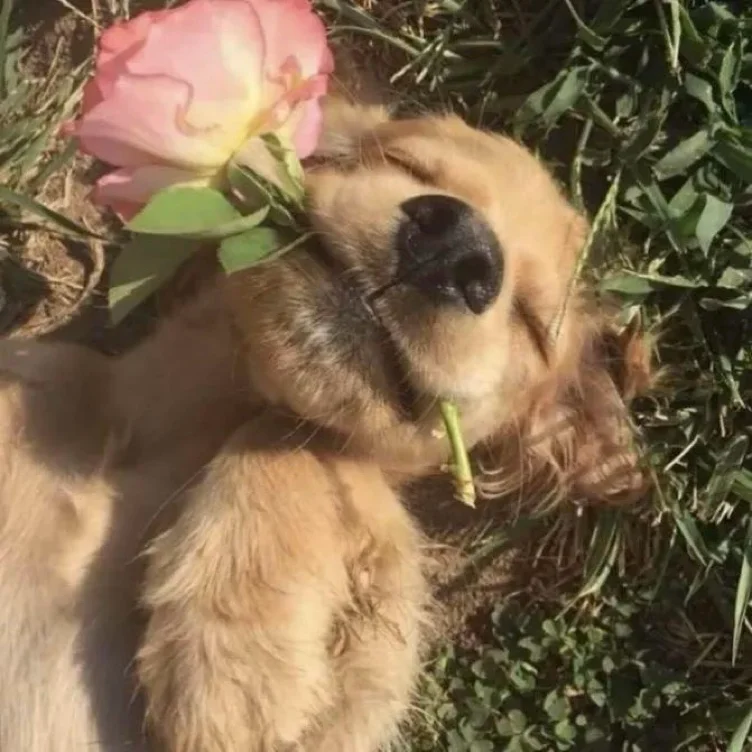 ✸ puppieee 