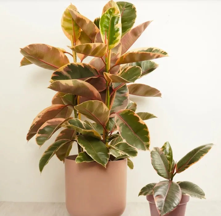 Rubber Plant and Pot