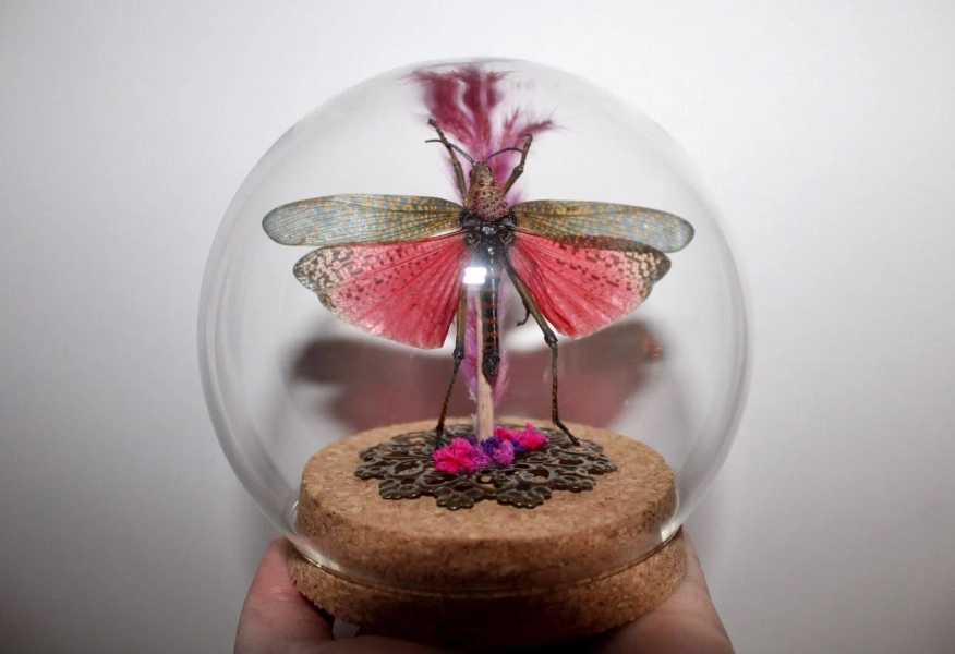 Globe sphere glass entomology grasshopper rainbow Phymateus saxosus oddities cabinet of curiosities insect witch decor wunderkammer Flowers