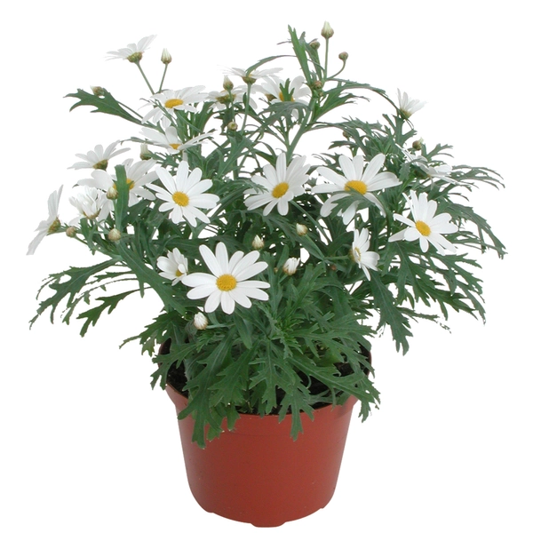 Margeritt