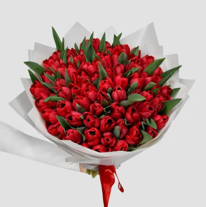 75 beautiful red tulips