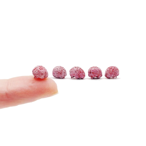 Human Brain 1:24 Scale for Dioramas, Horror Scenes, Terrariums, Arts, Crafts, Jewelry Making, Resin Inclusion Tiny 8mm Pink Gray (5 Brains) - Etsy