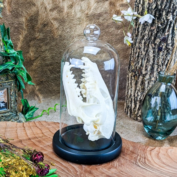 Real Tanuki 🦝 Skull In Glass Dome (ethically sourced)
