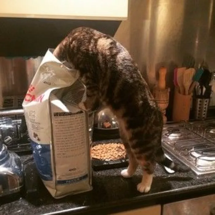 Cat treats! 