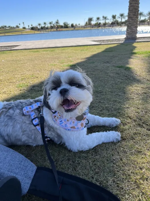 Gizmo's Groom