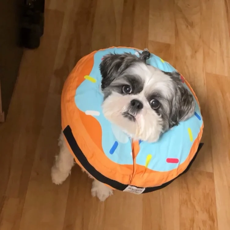 Gizmo’s Monthly Groom