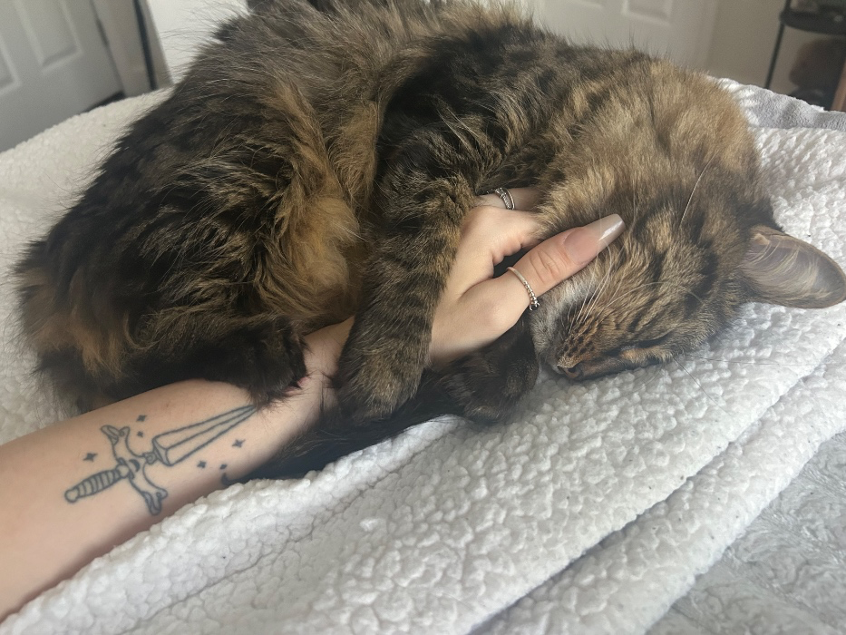kitty spoils (treats, toys) // $10