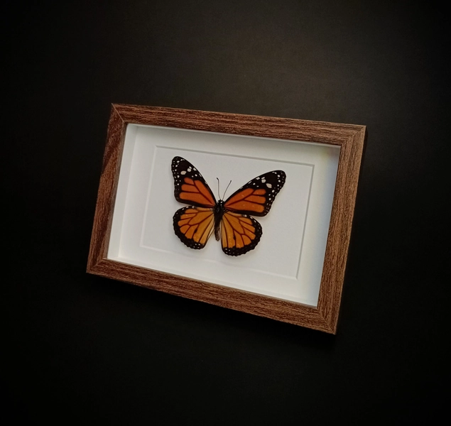 Danaus plexippus