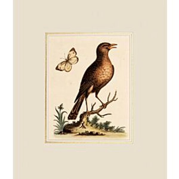 The Brown Indian Thrush. Turdus fuscus, Bengalensis, non maculatus.