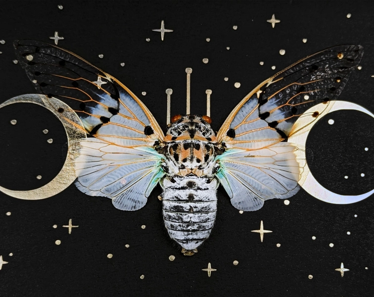 Framed Ghost Cicada Shadow Box: Gothic Moon Insect Display