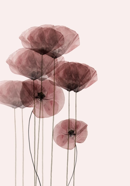 Poppy Bunch Print 21x30 cm