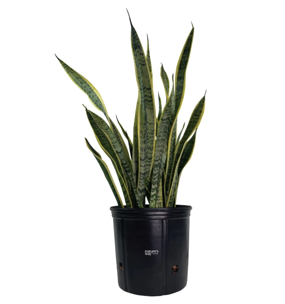 Nature's Way Farms Snake Plant House plant in 10 Inch(es) Pot 1 -Pack