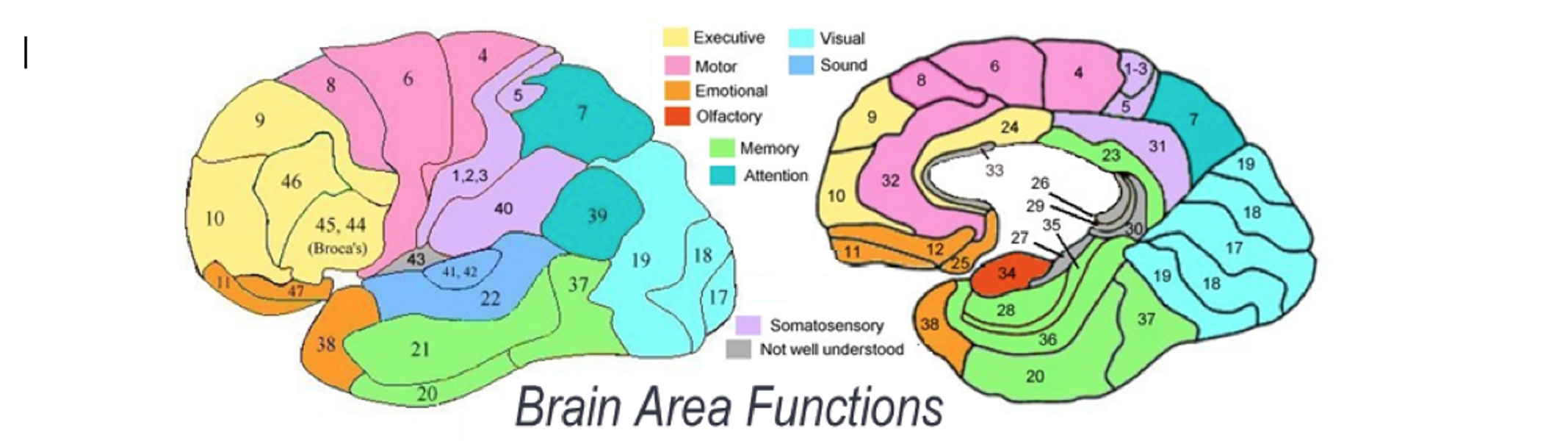 QEEG Brain Mapping – BrainTrainUK