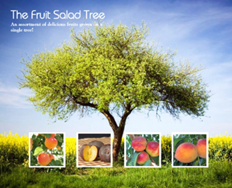 4-in-1 Fruit Salad Tree