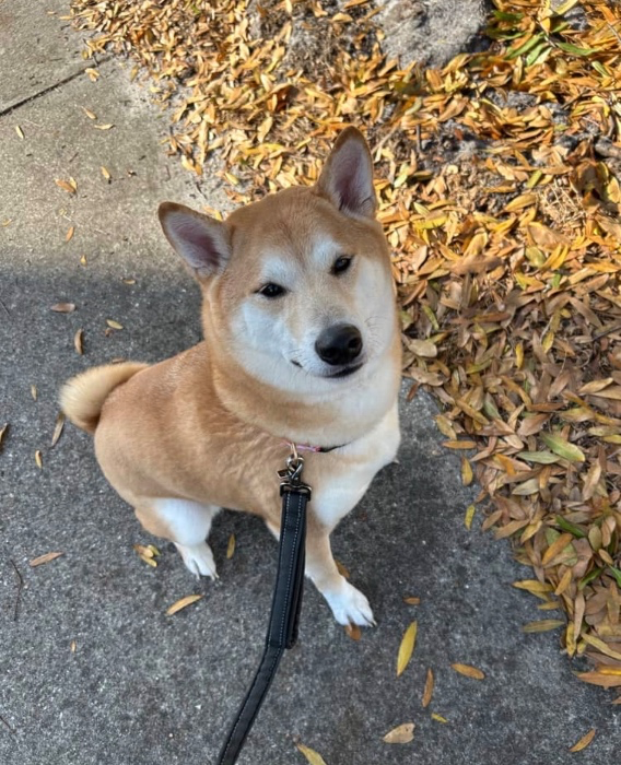 Dog treats 