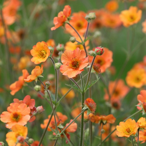 Humleblom 'Totally Tangerine'
