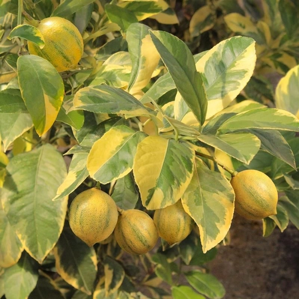 Variegated Pink Eureka Lemon Tree