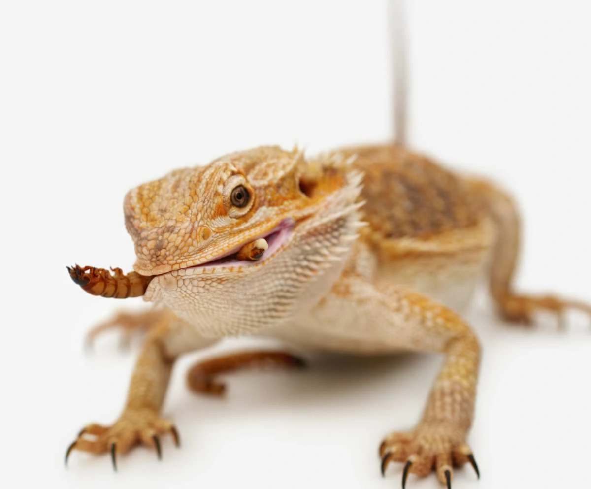 Food for Bearded Dragon (Zen!)