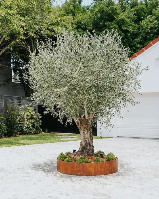 Olive Tree
