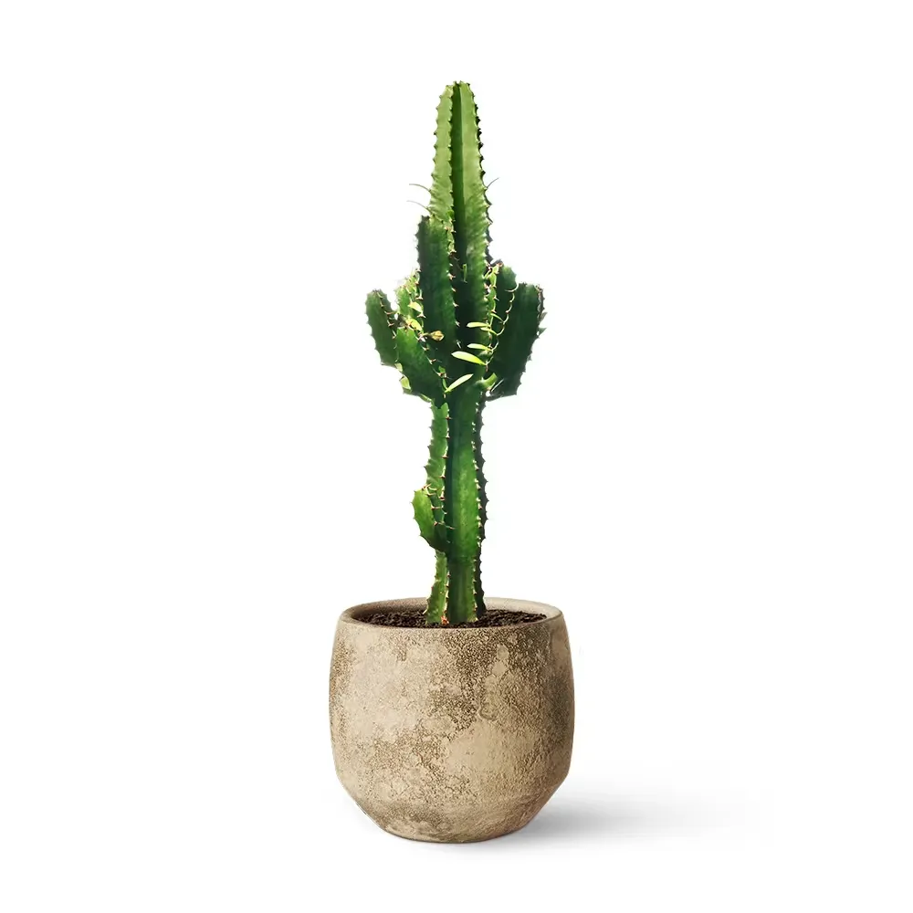Cactus Euphorbia