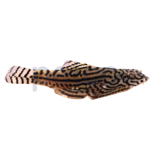 Hillstream Reticulated Loach