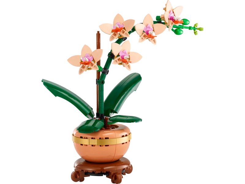 Mini Orchid