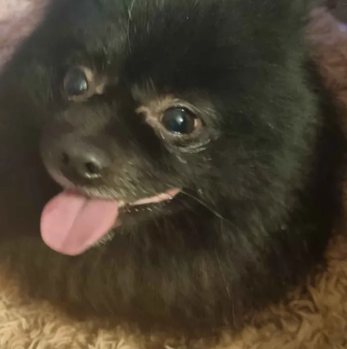 Neutering and Microchipping Rescued Dog