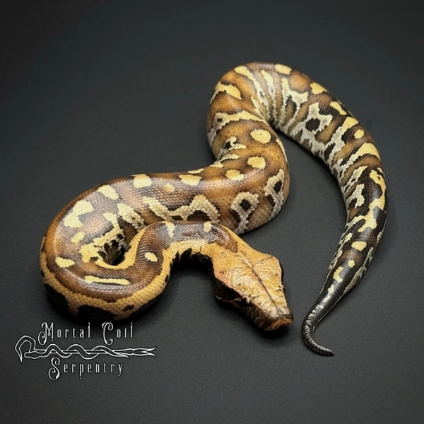 F1 Bangka Island Blood Python